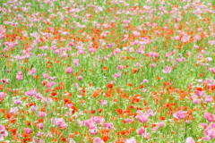 DSC0291900