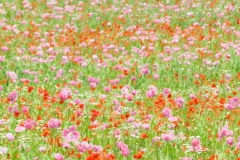 DSC0291901
