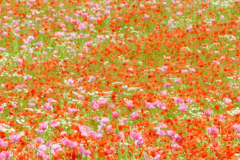 DSC0292101