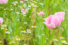 DSC0295020