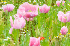 DSC0295021