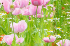 DSC029510