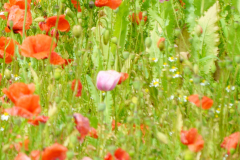 DSC0297522